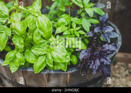Nahaufnahme von italienischen grünen und violetten Basilikumpflanzen im Freien im sonnigen Gemüsegarten, aufgenommen in geringer Tiefenschärfe Stockfoto