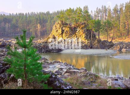 Manzherok Stromschnellen im Altai-Gebirge. Pinien an den felsigen Ufern des Katun River, einer Insel im Wasser, hügelige Berge im Distanc Stockfoto