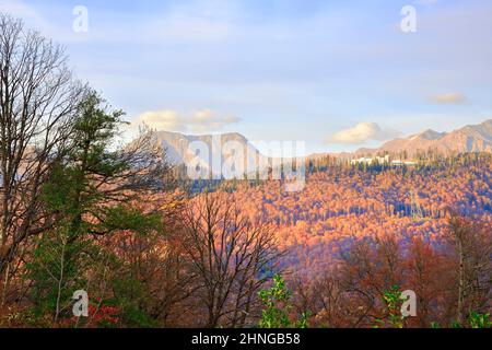 Silhouetten von Herbstbäumen vor dem Hintergrund der goldenen Berge, der Olympia-Biathlon-Komplex Laura in der Ferne. Rosa Khutor, Sotschi, Russland Stockfoto