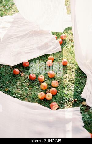 Reife rote Äpfel liegen auf grünem Gras zwischen weißen Vorhängen Stockfoto