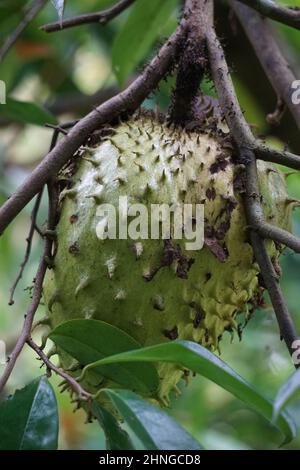 Soursop (Annona muricata L., sirsak, durian belanda, graviola, guyabano, Guanábana) im Garten. Annona muricata ist eine Art der Gattung Annona Stockfoto