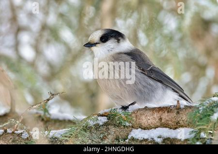 Ein wilder kanadischer Jay (Perisoreus canadensis), der während eines Schneesturms im ländlichen Alberta in Kanada auf einem Fichtenzweig thront Stockfoto