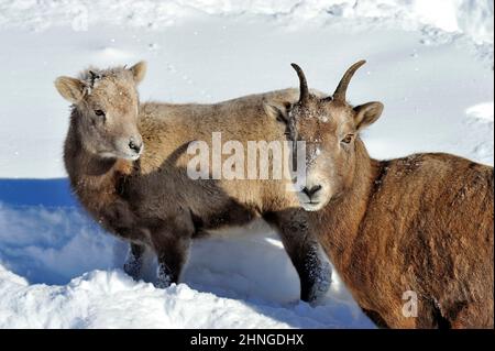 Eine Mutter Rocky Mountain Bighorn Schaf 'Ovis canadensis', mit einem Baby im tiefen frischen Schnee im ländlichen Alberta Kanada Stockfoto