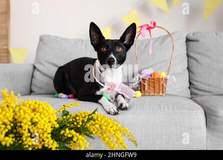 Niedlicher Hund mit Ostereiern, der zu Hause auf dem Sofa liegt Stockfoto