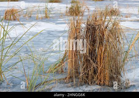 Getrockneter Sandstrand mit Stroh und wildem Gras Stockfoto