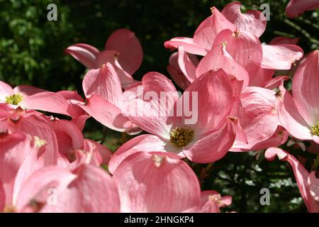 WUNDERSCHÖNE ROSA BLÜTEN DES DOGWOOD-BAUMES (CORNUS FLORIDA) Stockfoto