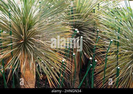Zwei Palmen an einem sonnigen Tag mit Hintergrundbeleuchtung. Stockfoto