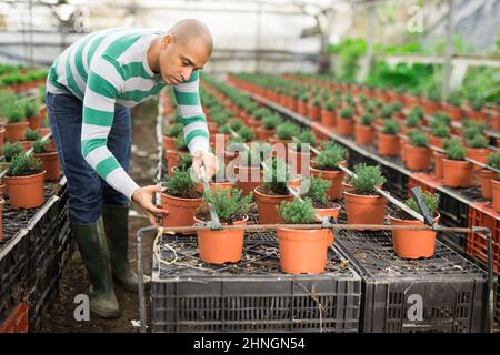 Selbstbewusster männlicher Bauer, der sich mit dem Anbau von Pflanzen im Gewächshaus beschäftigt Stockfoto