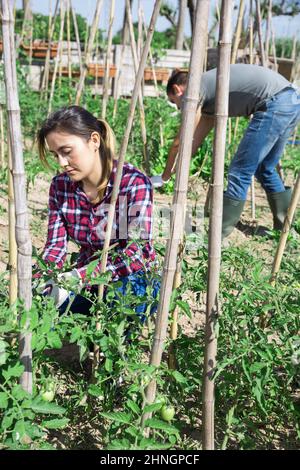 Frau, die Tomatenpflanzen im Gemüsegarten zusammengebunden hat Stockfoto