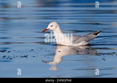 Slender-billed Gull, Orbetello (GR), Italien, Januar 2022 Stockfoto