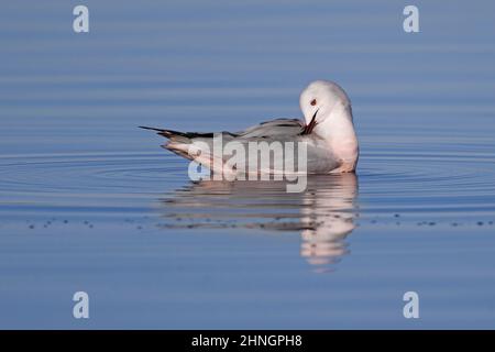 Slender-billed Gull, Orbetello (GR), Italien, Januar 2022 Stockfoto