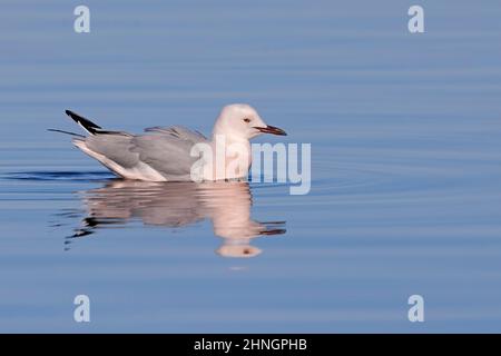 Slender-billed Gull, Orbetello (GR), Italien, Januar 2022 Stockfoto