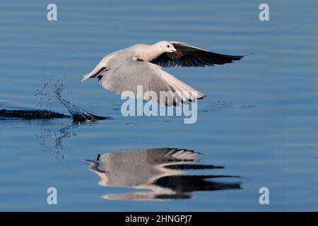 Slender-billed Gull, Orbetello (GR), Italien, Januar 2022 Stockfoto