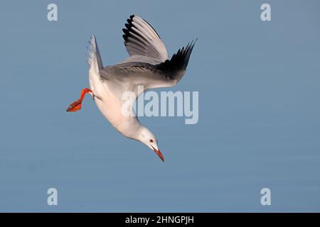 Slender-billed Gull, Orbetello (GR), Italien, Januar 2022 Stockfoto