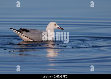 Slender-billed Gull, Orbetello (GR), Italien, Januar 2022 Stockfoto