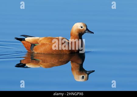 Ruddy Shelduck, Orbetello (GR), Italien, Januar 2022 Stockfoto