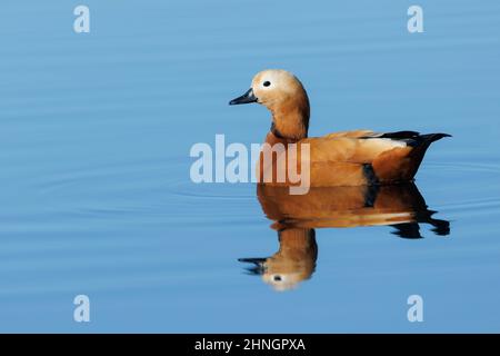 Ruddy Shelduck, Orbetello (GR), Italien, Januar 2022 Stockfoto