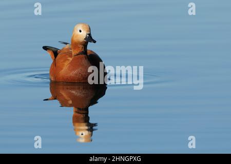 Ruddy Shelduck, Orbetello (GR), Italien, Januar 2022 Stockfoto