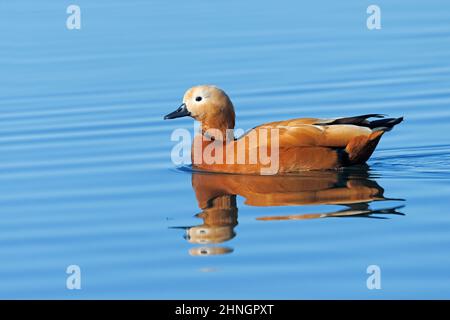 Ruddy Shelduck, Orbetello (GR), Italien, Januar 2022 Stockfoto