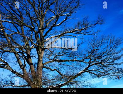 Eichenbaum bedeckt mit Winterschnee, englischer Garten, München, Deutschland Stockfoto