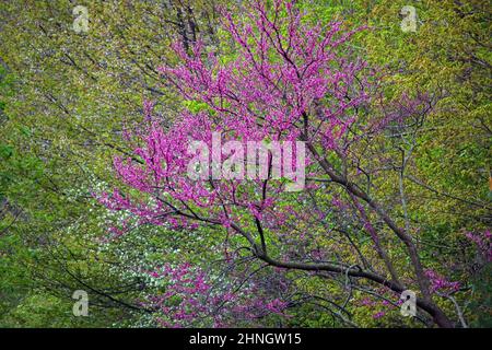 Ein östlicher Redbud in Blüte im Mai, der in Pocono Mountsains von Pennsylvania gepflanzt wurde Stockfoto