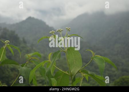 Die Capsella bursa pastoris Pflanze zu finden oder wir in Indonesien nennen es die Kubis kantong gembala . Jährliche blühende Pflanze. Stockfoto