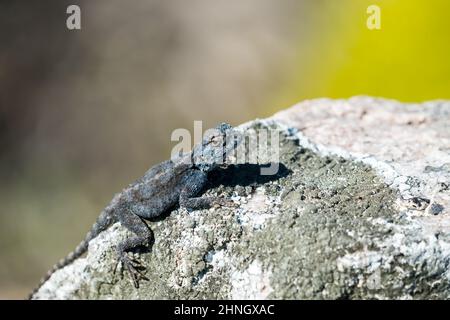 Afrikanischer südlicher Felsen-Agama (Agama atra) auf Felsen mit selektivem Fokus auf Kopf und Gesicht mit blauen Schuppen in freier Wildbahn im Table Mountain National Park Stockfoto