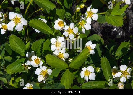 Wilde Virginia Erdbeere blüht in den Pocono Mountans in Pennsylvania. Die kleine Frucht ist ein beliebtes Futter für viele Tierarten Stockfoto