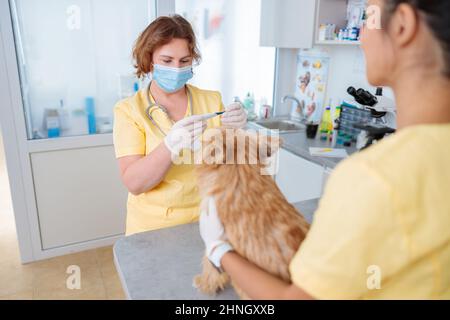 Weibliche Tierärztin, die Hund auf dem Tisch im Tierarztbüro untersucht Stockfoto