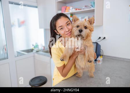 Junger Tierarzt kümmert sich um schönen Hund in der Klinik Stockfoto