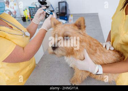 Foto der Messung Körpertemperatur des Tieres in der Klinik Stockfoto