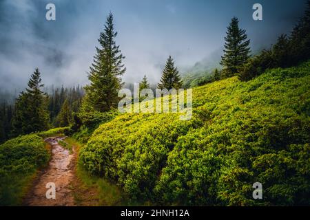 Fabelhafter und geheimnisvoller Pfad im nebligen Nadelwald. Lage Ort der Karpaten Berg, Ukraine, Europa. Bild einer exotischen Szene. Lebendige p Stockfoto