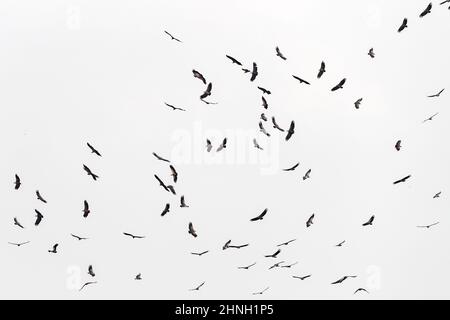 Eine große Gruppe von Weißrückengeier, gyps africanus, im Flug über der Masai Mara. Die Vögel kreisen und warten auf eine Gelegenheit, einzuziehen Stockfoto
