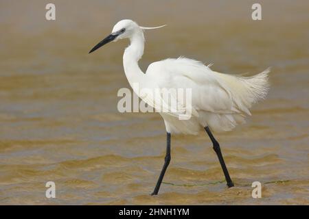 Kleine Reiher, die sich in seichtem Wasser auf Nahrungssuche machen Stockfoto