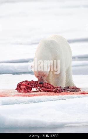 Blutige Natur. Eisbär auf dem Eis. Gefährliche Eisbären im Eis mit Robbenkadaver aufbringen. Tierwelt aus arktischer Natur. Blutszene mit rotem Blut Stockfoto