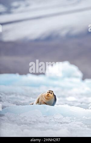 Niedliche Robbe in der Arktis verschneiten Lebensraum. Bärtige Robbe auf blauem und weißem Eis in arktischer Spitzbergen, mit aufziehender Flosse. Wildlife-Szene in der Natur. Stockfoto