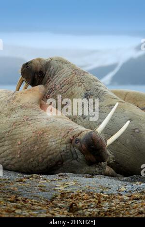 Walross am Sandstrand. Detailportrait von Walrus mit großem weißen Stoßzahn, Odobenus rosmarus, großes Tier im Naturraum auf Spitzbergen, Norwegen. Stockfoto