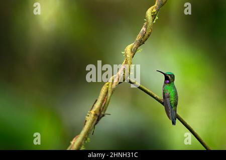 Black-Throated Brilliant, Heliodoxa schreibersii, Detailportrait eines Kolibris aus Ecuador und Peru. Glänzender, blechender Vogel, grünes und violettes Gefieder. Tr Stockfoto