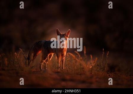 Afrika-Fuchs in der Nacht. Kapfuchs, Gesichts-Portrait in Kgalagadi, Botswana. Wildhund aus Afrika. Seltenes Wildtier, Abendlicht im Gras. Wildtierszene, O Stockfoto