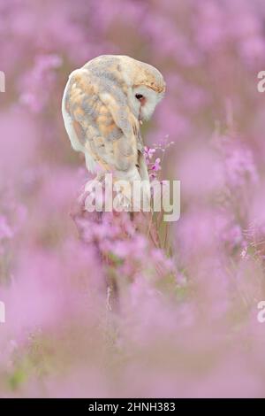 Wildtiere Frühling Kunstszene aus der Natur mit Vogel. Schöne Naturlandschaft mit Eule und Blumen. Scheune Owl in hellrosa Blüte, klarer Vorder- und Hintergr Stockfoto