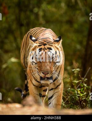 Wild Royal bengalen riesigen männlichen Tiger Kopf auf Porträt Blickkontakt in natürlichen grünen Hintergrund Wildlife Safari im kanha Nationalpark Wald indien Stockfoto