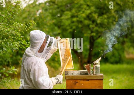 Imkerkonzept, Imker kümmert sich um Bienen, die Bienen prüft, prüft Honig, Imker erforscht Waben Stockfoto