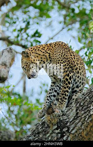 Leopard aus Sri Lanka, Panthera pardus kotiya, große gefleckte Katze, die auf dem Baum in der Natur liegt, Yala Nationalpark, Sri Lanka. Leoprad versteckt Stockfoto