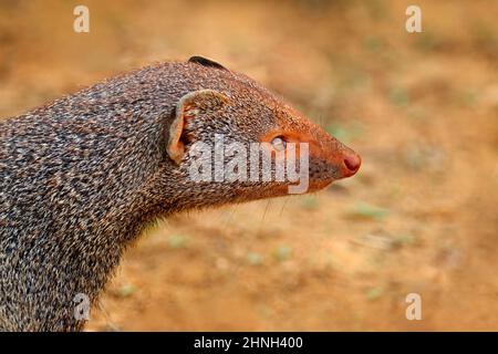 Mungo, Detail Kopf Porträt. Niedliches Tier Ruddy Mungo, Herpestes smithii, Arten, die in den Bergwäldern Indiens und Sri Lankas beheimatet sind. Verhalten von Säugetieren Stockfoto