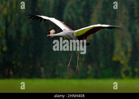Grauer Kranich im Flug, Balearica regulorum, mit dunklem Hintergrund. Vogelkopf mit Goldwappen bei starkem Regen, Afrika, Tansania. Großer Vogel fliegt in Th Stockfoto