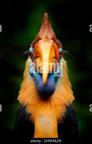 Hainschnabel, Nahaufnahme, Gesichtsbill, Porträt. Hornbill, Rhyticeros cassidix, in Waldhabitat, Detailportrait in Grün aus Sulawesi, Indone Stockfoto