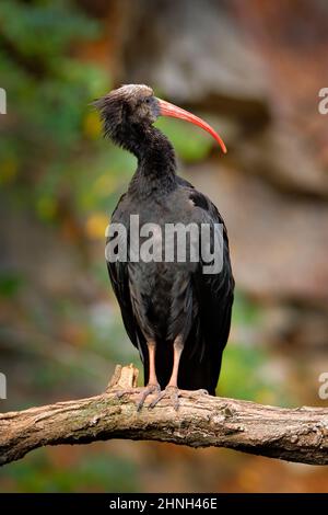 Bald Ibis Geronticus eremita, exotischer Vogel in der Natur Lebensraum, Abendsonne Licht, während Sonnenuntergang, Marocco. Nördliches Ibis sitzt auf dem Ast, Stein Stockfoto