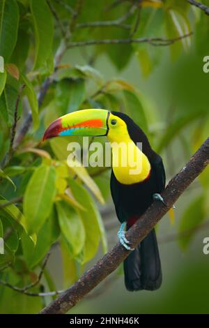 Tierwelt aus Yucatán, Mexiko, tropischer Vogel. Toucan sitzt auf dem Ast im Wald, grüne Vegetation. Natur Urlaub in Mittelamerika. Stockfoto