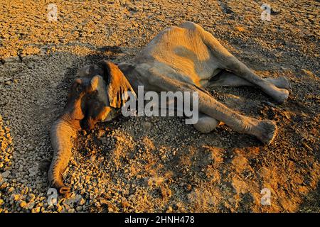 Toter Elefant im Mana Pools NP, Simbabwe in Afrika. Großes Tier im alten Wald, Abendlicht, Sonnenuntergang. Magische Wildtierszene in der Natur. Afrikanischer Elch Stockfoto