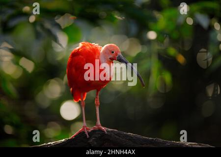 Scharlachrote Ibis, Eudocimus ruber, exotischer Vogel im Naturwald. Roter Vogel, der auf dem Ast saß, schönes Abendlicht, Caroni schwamm Stockfoto